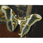 Eri Silkmoth Philosamia cynthia ricini 15 eggs or 10 larvae, according to availability